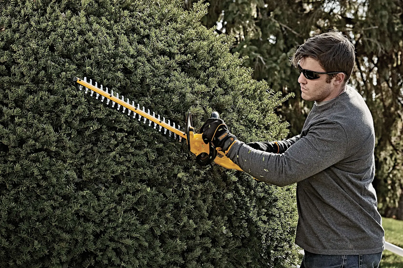 A person wearing gloves trims a large bush with a yellow and black DEWALT hedge trimmer outdoors. The face of the person is blurred.